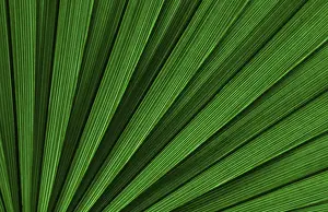 Drucke von Blattspitze einer Palme Belize Drucke: Blattspitze der Palme