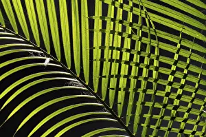 Nature Plant Life Images Drucke: Palm leaves, pattern