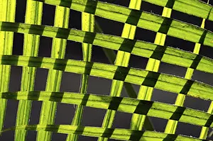 Exterior View Of Plants Drucke: Palm leaves, pattern