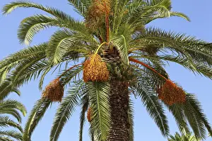 Tropical Palm Tree Drucke: Palm tree