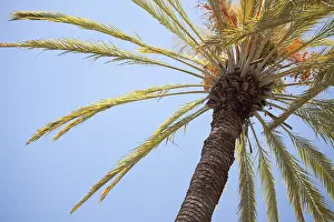 Blue Skies And Palms Drucke: Palm tree abstract against the blue sky
