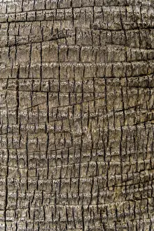 Full Frame Background Images Drucke: Palm tree bark displaying its rough