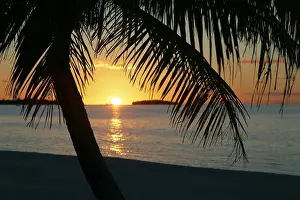 Pacific Ocean Evening Scene Drucke: Palm tree on the beach at sunset
