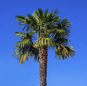 Drucke von Ein Palmendickicht unter einem wolkenlosen blauen Himmel Allier Drucke: Palme am blauen Himmel