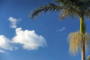 Exotic Holiday Destination Drucke: Palm tree in blue sky with cloud