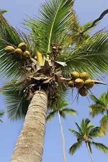 Caribbean Palm Trees Drucke: Palm tree with coconuts (Cocos nucifera)