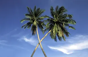 Multi Colored Vegetation Drucke: Palm tree crossing
