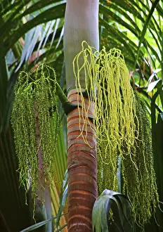 Drucke von Palmenbaum mit Blüten und Früchten, Vallee de Mai, Praslin, Seychellen, Praslin, Seychellen Palmenbaum mit Blüten und Früchten, Vallée de Mai , Praslin ,Seychellen ,Praslin,Seychellen Kulturerbestätten Drucke: Palmenbaum mit Blüten und Früchten.