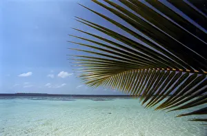 Tropical Palm Leaves Drucke: Palm tree leaf beach