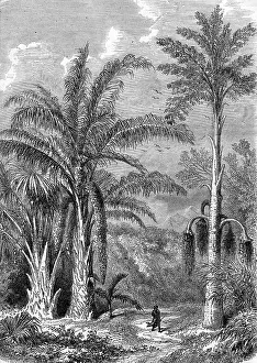 Palm Tree Illustration Drucke: Palm Tree, Raphia of Madagascar