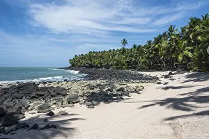 Drucke von Palmenbaum auf einer sandigen Bucht auf der Insel Saint Joseph, Iles du Salut, Französisch-Guayana Französisch-Guayana Drucke: Palmenbaum auf einem sandigen Strand auf der Insel Saint Joseph.