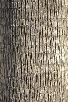 Deserted Palm Trees Drucke: Palm tree, section from the trunk