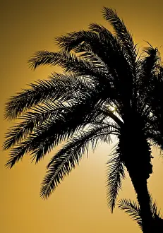 Palm Tree Silhouette Drucke: Palm tree silhouetted against the light