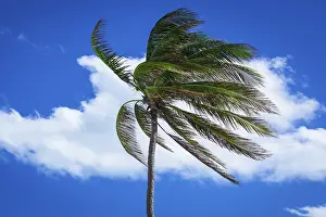Deserted Palm Tree Landscape Drucke: Palm tree in a strong wind against the sky
