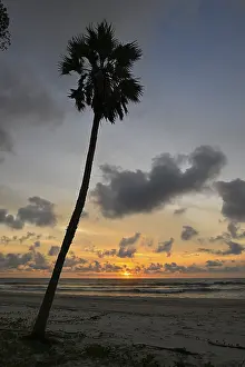 Loango National Park Gabon Drucke: Palm tree at sunset, Petit Loango