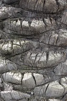Nature Photography Drucke: Palm tree trunk