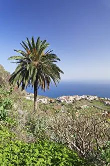 Uninhabited Coastal Area Spain Drucke: Palm tree, view of Agulo, La Gomera