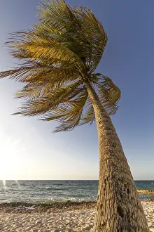 Caribbean Coastline Drucke: Palm tree in the wind on the beach, Cuba