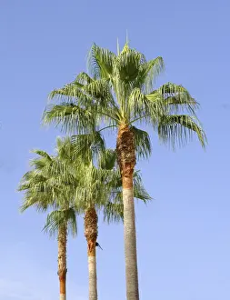 Deserted Palm Tree Landscape Drucke: Three palm trees