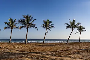 Palm Tree Silhouette Drucke: Palm trees in backlight on Mughsail beach
