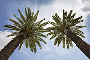 Low Angle Palm Tree View Drucke: Palm trees in front of cloud sky