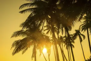 Backlit Palm Trees Drucke: Palm trees against the light, sunset