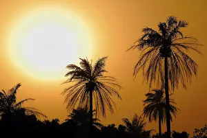 Gambia Drucke: Palmen zeichnen sich gegen ein Sonnenuntergangshimmel ab.