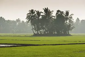 Uninhabited Waterway Scene Drucke: Palm trees and paddy fields, backwaters