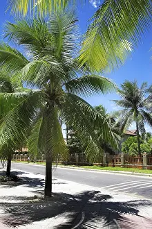 Sandy Ocean Beach Drucke: Palm trees on the sandy beach