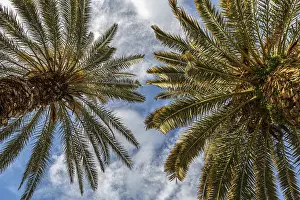Cloudy Blue Sky Photo Drucke: Palm trees viewed from below against blue sky with clouds