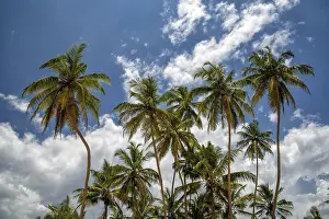 Tropical Landscape Drucke: Palms