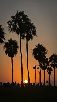 Venice Beach Sunset Drucke: Palms in backlight at sunset, Venice Beach