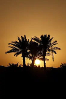 Evening Sun In Africa Drucke: Palms of El Gouna in the sunset