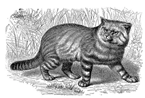 Historic Animal Depictions Drucke: Pampas cat (Leopardus colocolo)