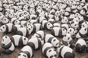 Old Town Dusseldorf Photography Drucke: Panda bear