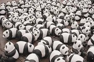Drucke von Panda Bär Hamburg Drucke: Panda Bär