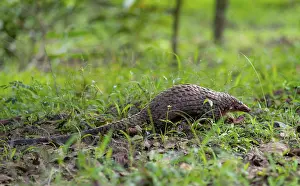 Drucke von Pangolin im Gras auf dem Boden, Weißbauchpangolin (Phataginus tricuspis, Manis tricuspis), Westregion, Pangolin Rettungszentrum, Uganda Manidae Drucke: Panzerhörnchen im Gras auf dem Boden.