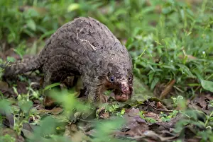 Drucke von Pangolin im Gras auf dem Boden, Weißbauchpangolin (Phataginus tricuspis, Manis tricuspis), Westregion, Pangolin-Rettungszentrum, Uganda Manidae Drucke: Schuppentier im Gras auf dem Boden.