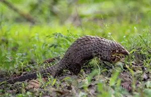 Drucke von Pangolin im Gras auf dem Boden, Weißbauchpangolin (Phataginus tricuspis, Manis tricuspis), Westregion, Pangolin-Rettungszentrum, Uganda Manidae Drucke: Schuppentier im Gras auf dem Boden.