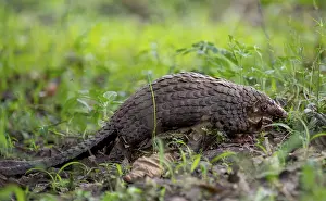 Drucke von Pangolin im Gras auf dem Boden, Weißbauchpangolin (Phataginus tricuspis, Manis tricuspis), Westregion, Pangolin-Rettungszentrum, Uganda Manidae Drucke: Schildkrötenhäuter im Gras auf dem Boden.
