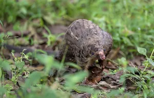 Drucke von Pangolin im Gras auf dem Boden, Weißbauchpangolin (Phataginus tricuspis, Manis tricuspis), Westregion, Pangolin-Rettungszentrum, Uganda Manidae Drucke: Panzerhörnchen im Gras auf dem Boden.