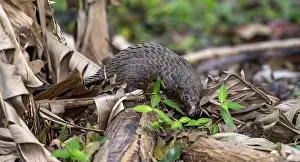 Drucke von Pangolin zwischen Blättern auf dem Boden, Weißbauchpangolin (Phataginus tricuspis, Manis tricuspis), Westregion, Pangolin-Rettungszentrum, Uganda Manidae Drucke: Riesenschweinchen zwischen Blättern auf dem Boden.