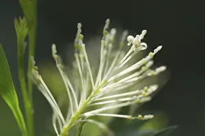 Flowering Plant Section Drucke: Panicle