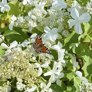 German Garden Plant Drucke: Panicle hydrangea (Hydrangea paniculata LEVANA)