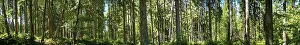 Nature Reserve Photography Drucke: Panorama of dense rows of trees in a vast forest