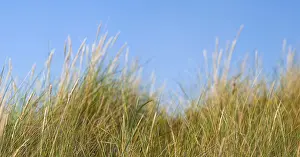 True Grass Landscape Photo Drucke: Panorama of the dune landscape