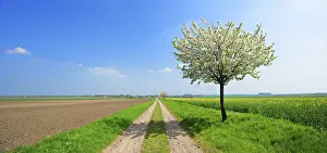 Spring Landscape Germany Drucke: Panorama, field path through fields in spring