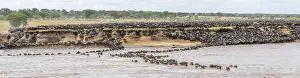 Wildebeest Swimming In Mara River Drucke: Panorama, The Great Migration