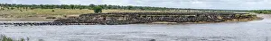 Wildebeest Mara River Crossing Drucke: Panorama, The Great Migration