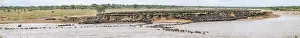 Wildebeest Drucke: Panorama, Die Große Migration